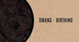 SWANS