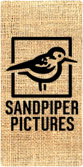 Sandpiper